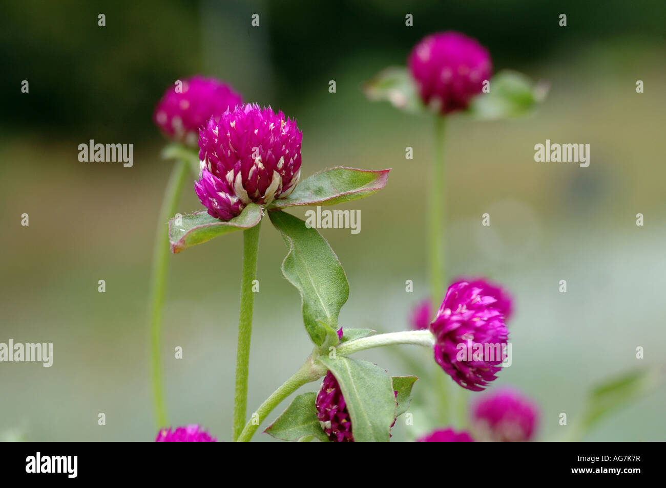 Globe amaranth Gomphrena globosa Stock Photo