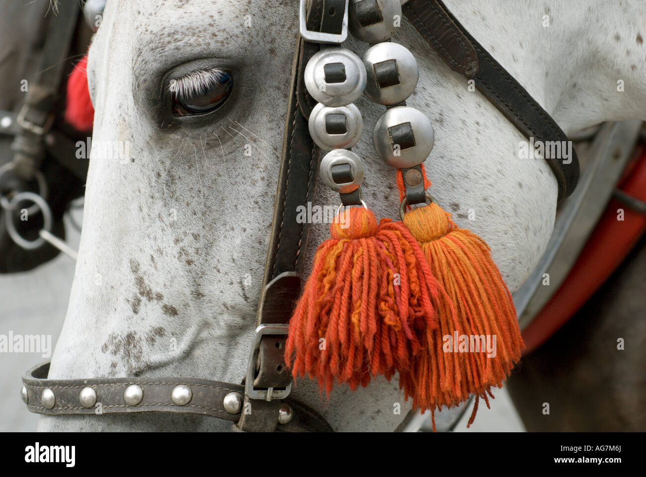 Decorative bridle hi-res stock photography and images - Alamy