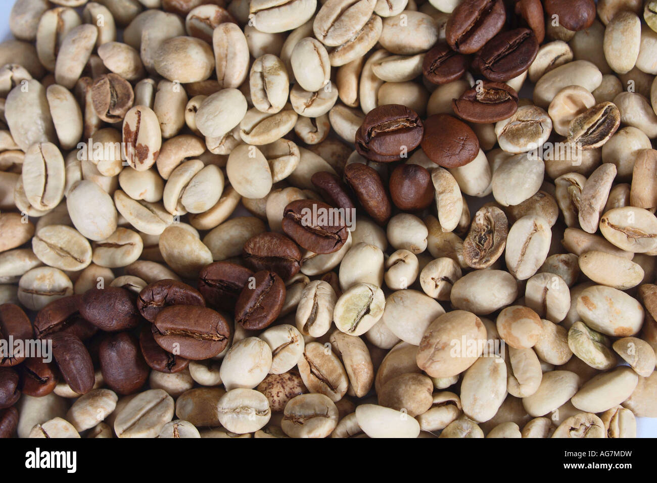 Coffee beans India Monsooned Malabar raw and roasted Coffea arabica