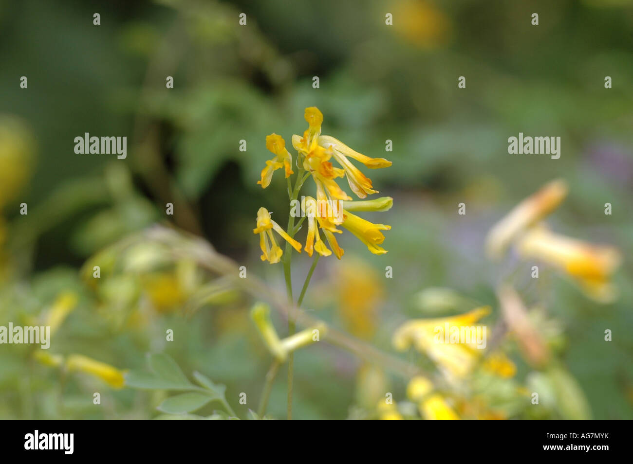 Yellow corydalis Corydalis lutea also called Yellow Fumitory, Pseudofumaria, Hollowort or Yellow Larkspur Stock Photo