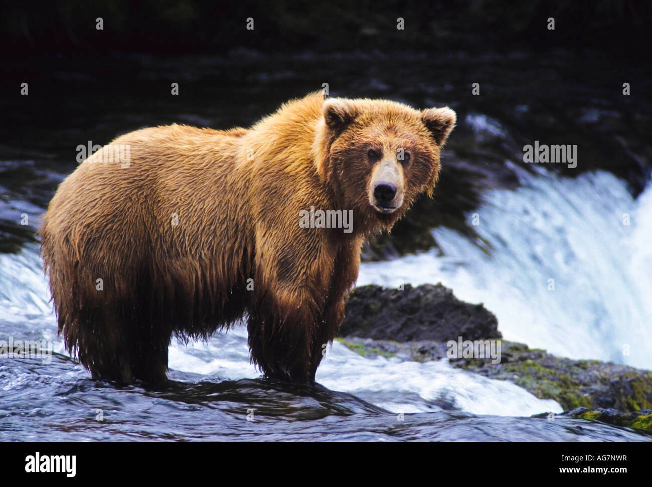 Alaska Brown Bear (grizzly) at Brooks Falls Stock Photo Alamy