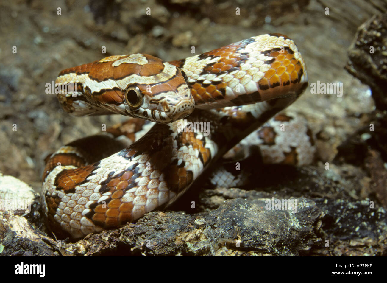View of Corn snake hatchling Elaphe guttata Stock Photo - Alamy
