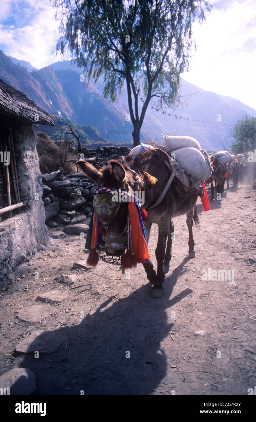 Decorated pack mules transport supplies up the mountainside, Annapurnas, Nepal Stock Photo