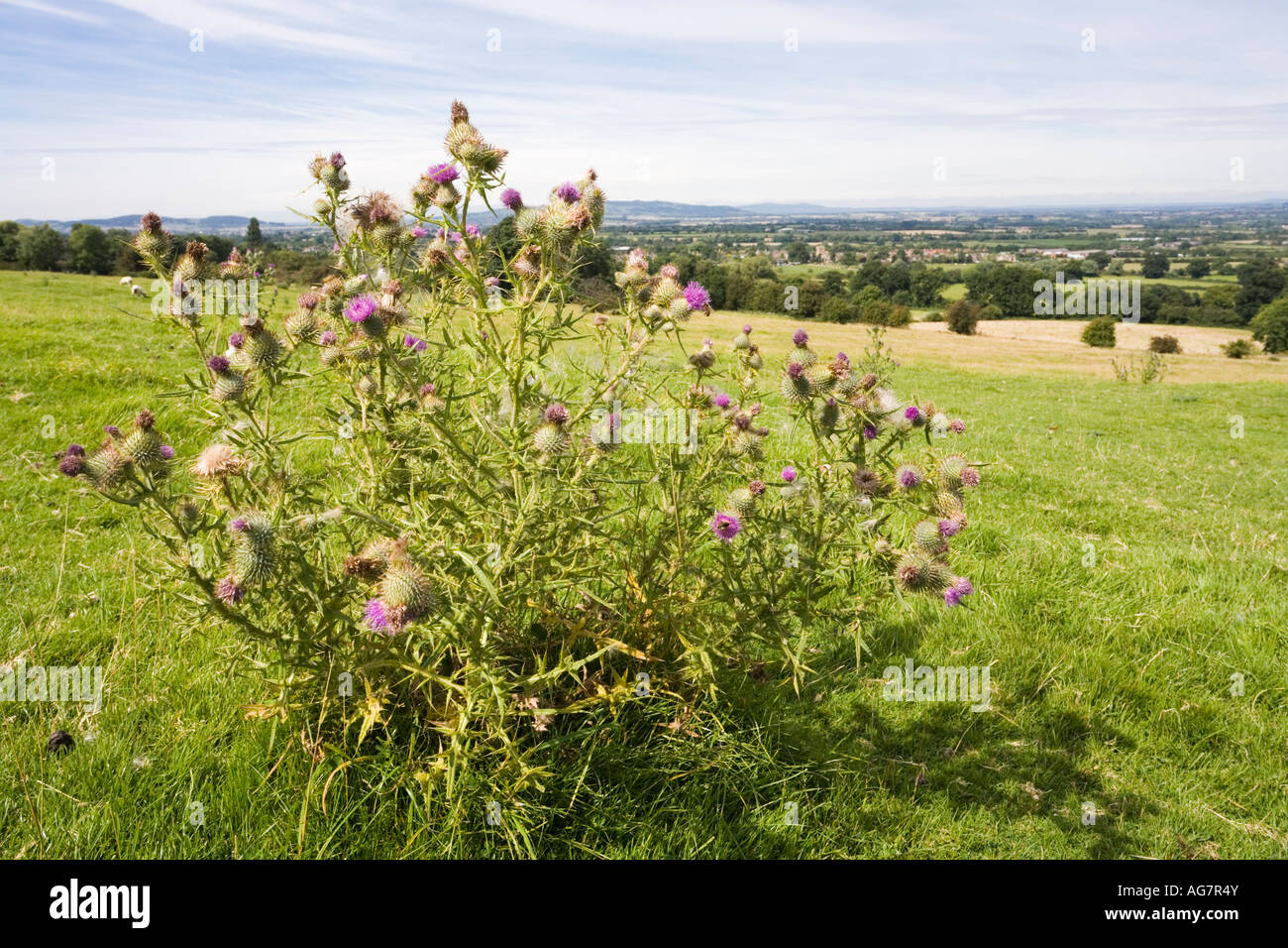 A thistle growing on the hillside near the Cotswold village of Saintbury, Gloucestershire Stock Photo