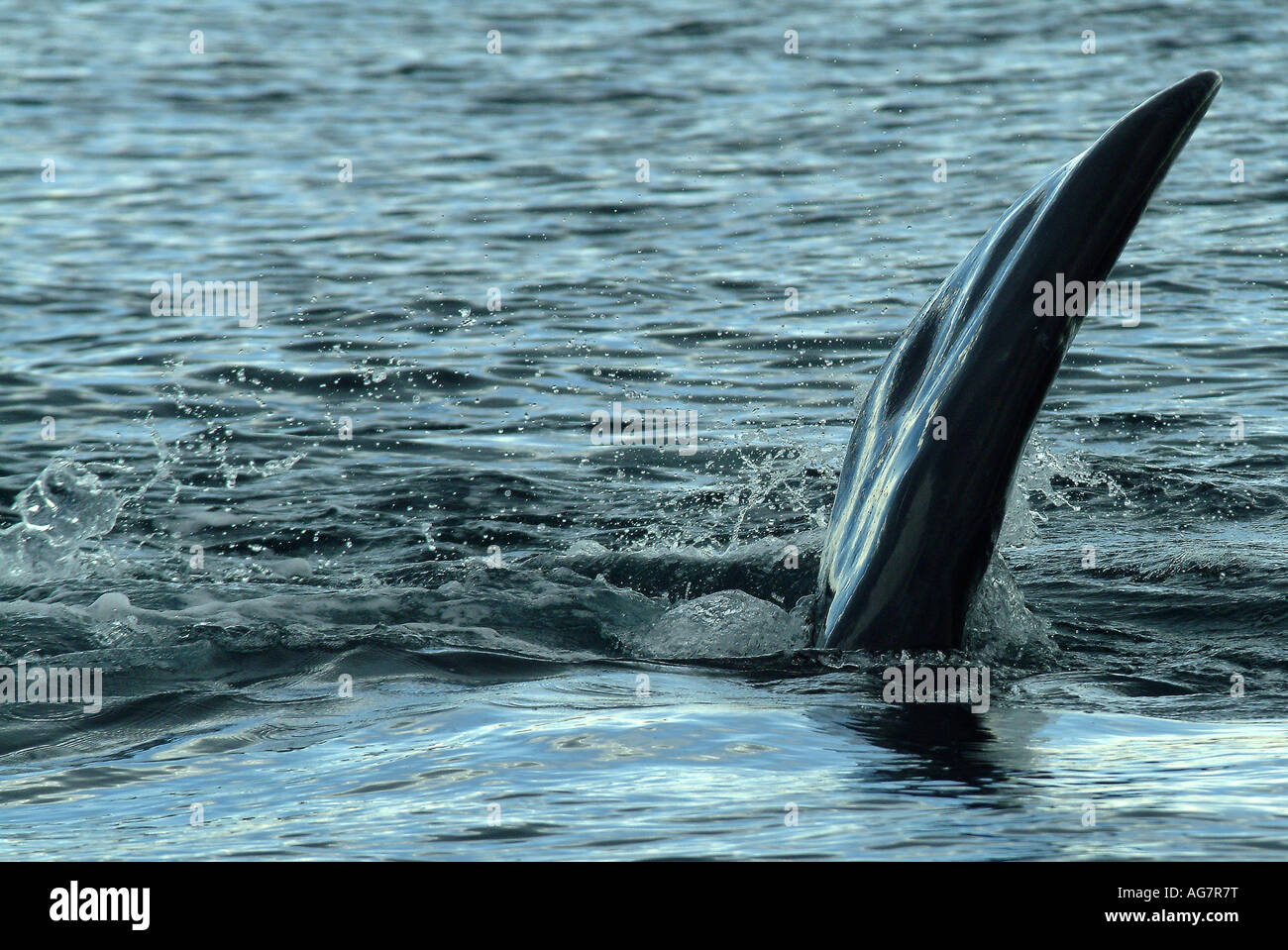Tail close up southern right hi-res stock photography and images - Alamy
