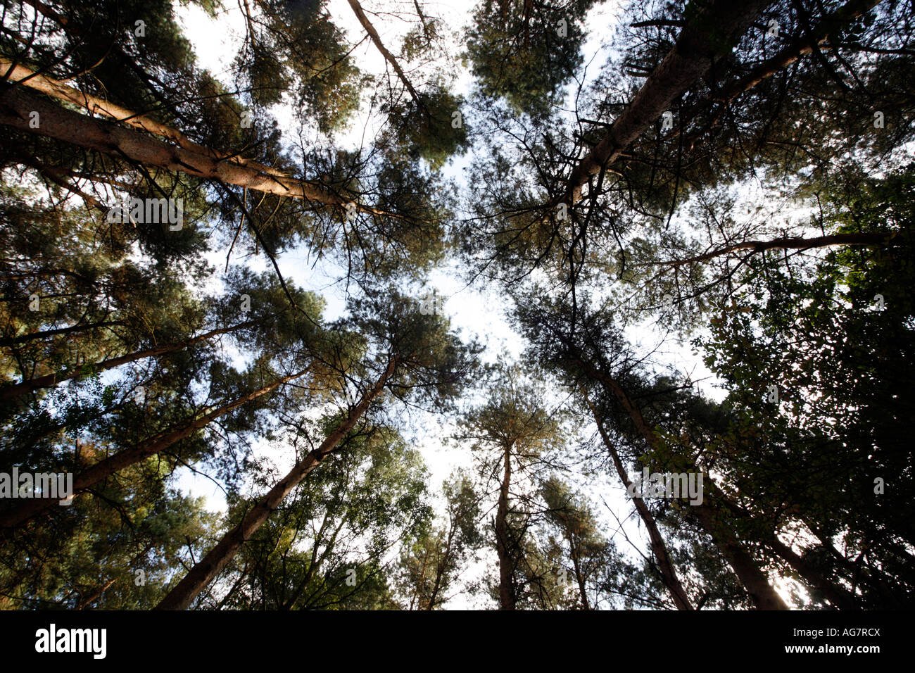 Pine Tree Canopy Stock Photo
