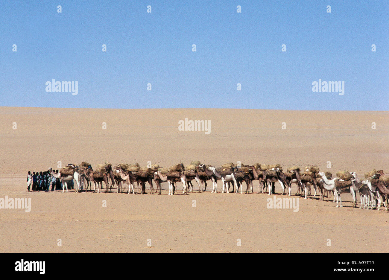 Niger Tenere Tuareg tribe doing traditional salt caravan from Agadez to the oases Fachi and Bilma Stock Photo