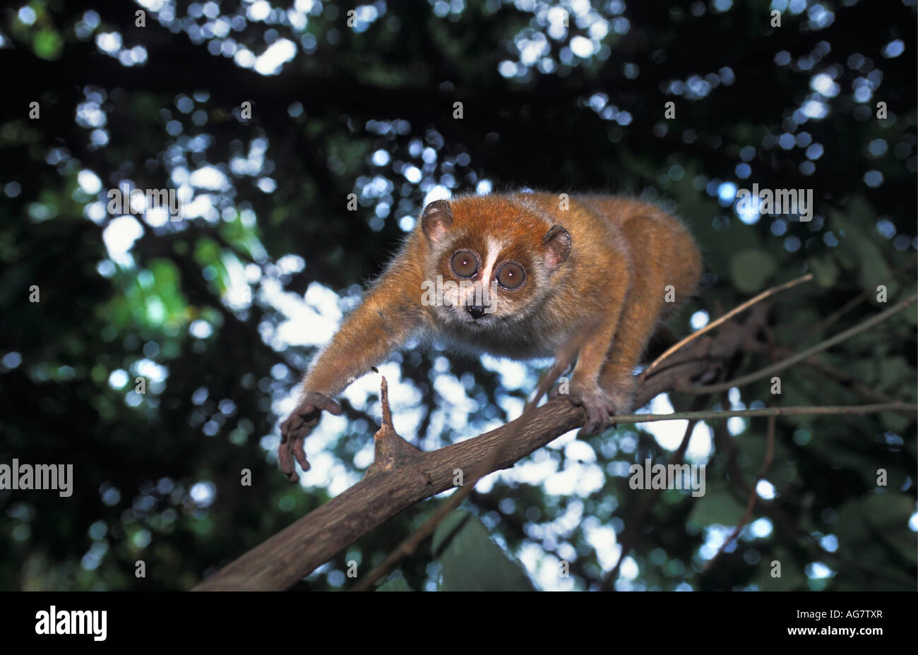 Vietnam Son La Slow loris on branch Stock Photo