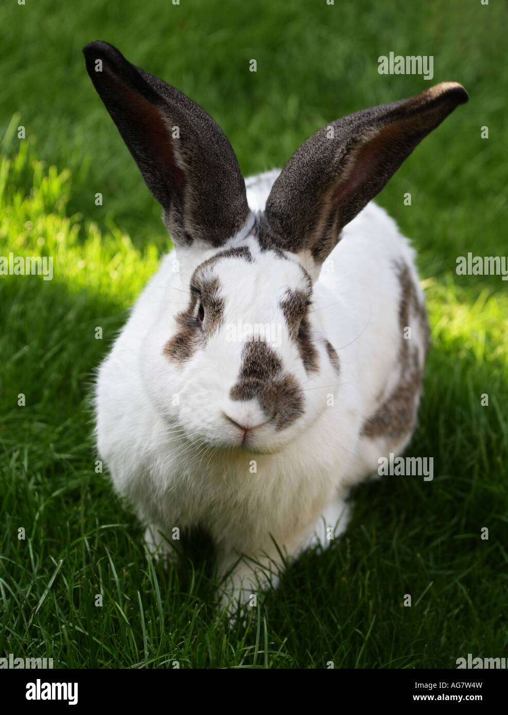 British Giant rabbit sitting on grass in lawn Stock Photo