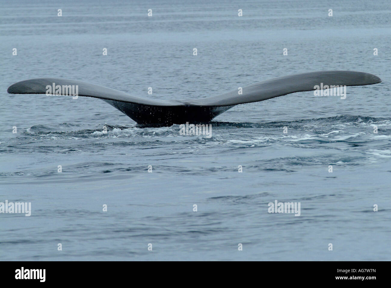 Tail close up southern right hi-res stock photography and images - Alamy