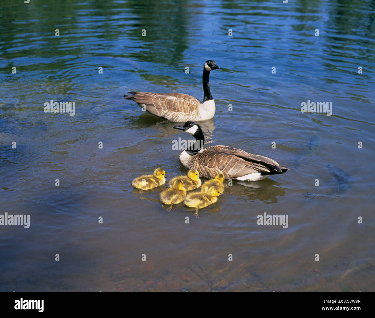A mother and father Canada goose and thier five baby geese goslings on a lake in the Cascade Mountains Stock Photo Alamy