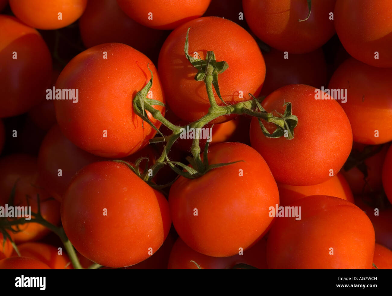 Colourful tomatos hires stock photography and images Alamy
