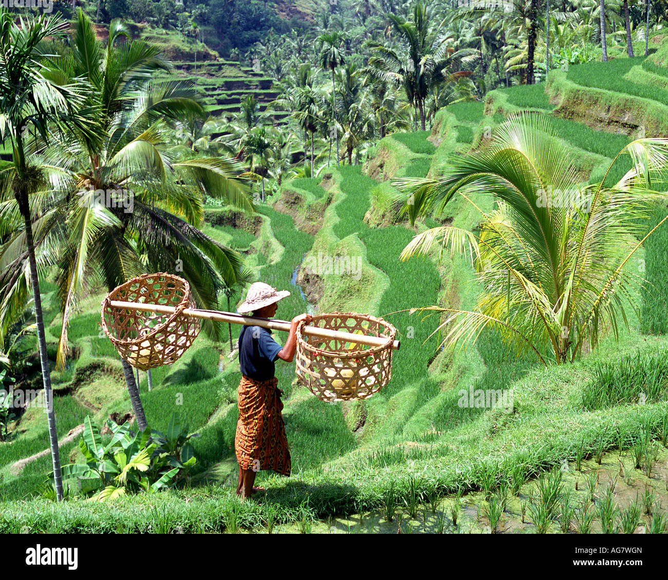 ID - BALI: Rice Terraces Stock Photo
