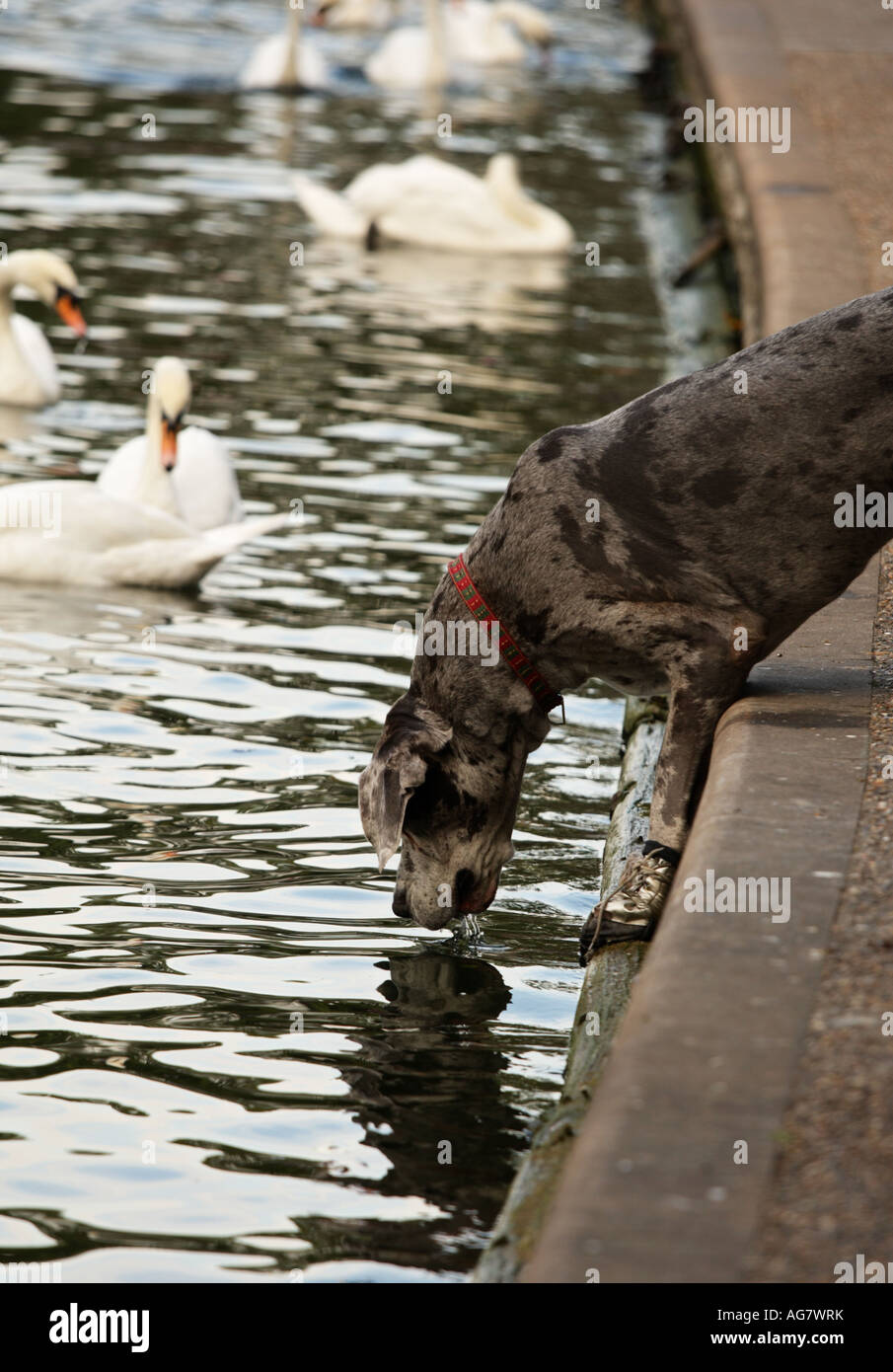 Great Dane dog drinking water from River Thames,UK Stock Photo
