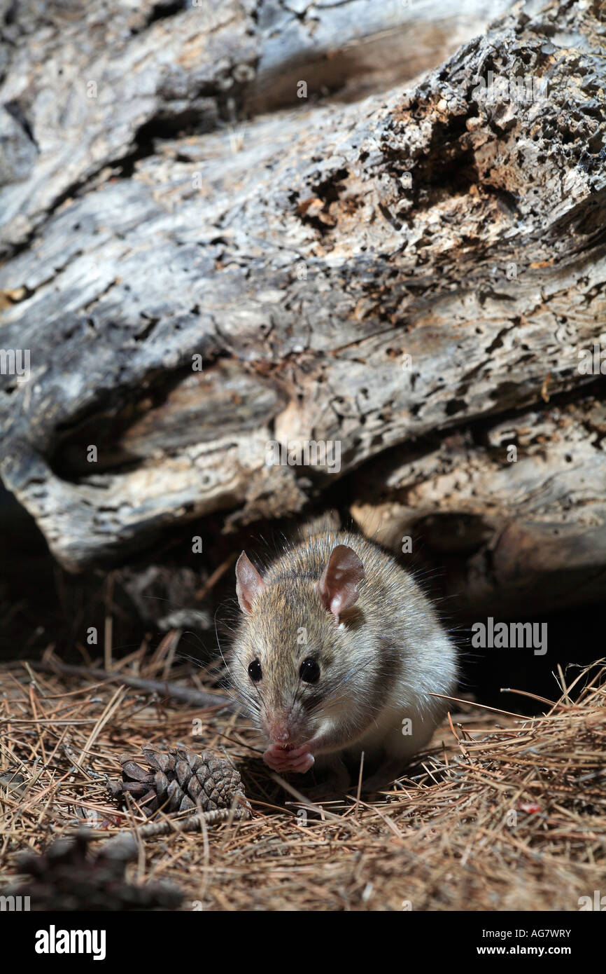 Brown rat Rattus norvegicus with pine cone and needles Spain Stock