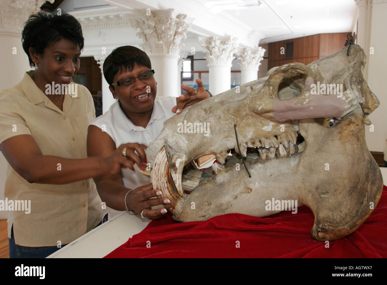 University of alabama museum of natural history hi-res stock photography and images - Alamy
