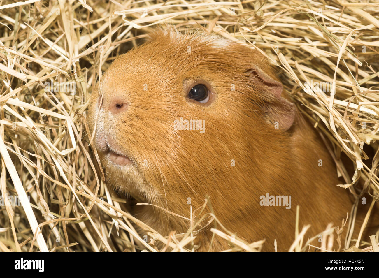 Guinea pig hay hires stock photography and images Alamy