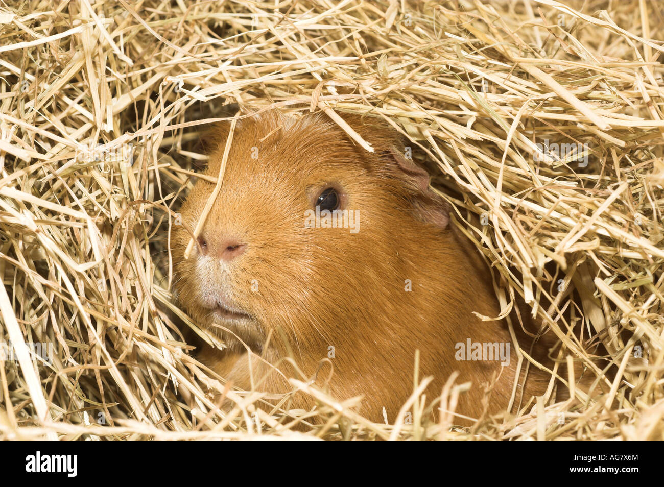 healthy guinea pig emerging from hay bedding Stock Photo Alamy