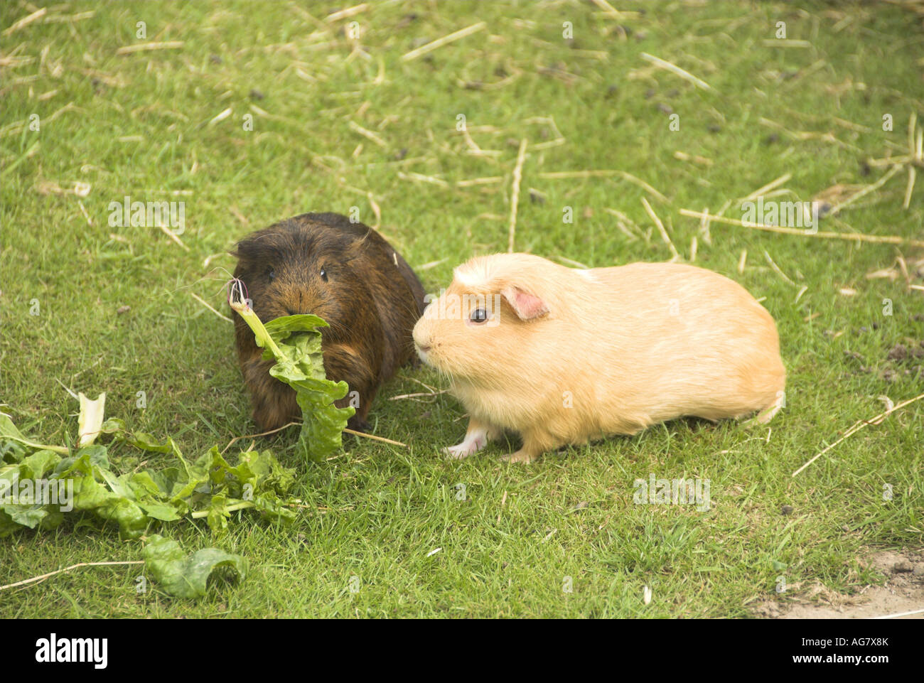 Healthy Guinea Pigs outside Stock Photo Alamy