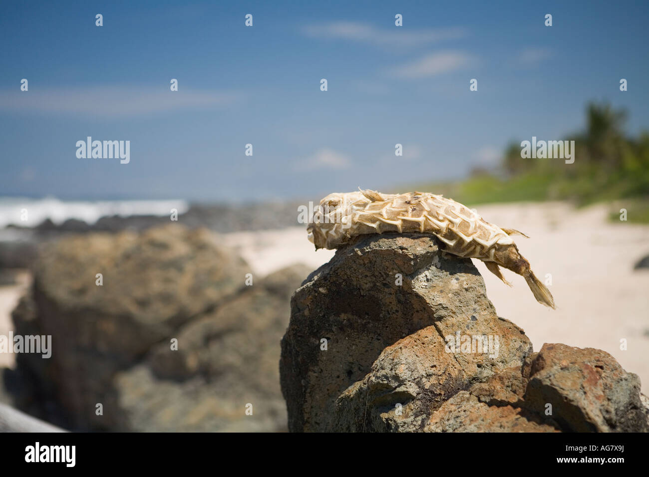 A blowfish carcass  placed on the rocks of Manzanillo Bay Troncones Ixtapa Zihuatanejo area State of Guerrero Mexico Stock Photo