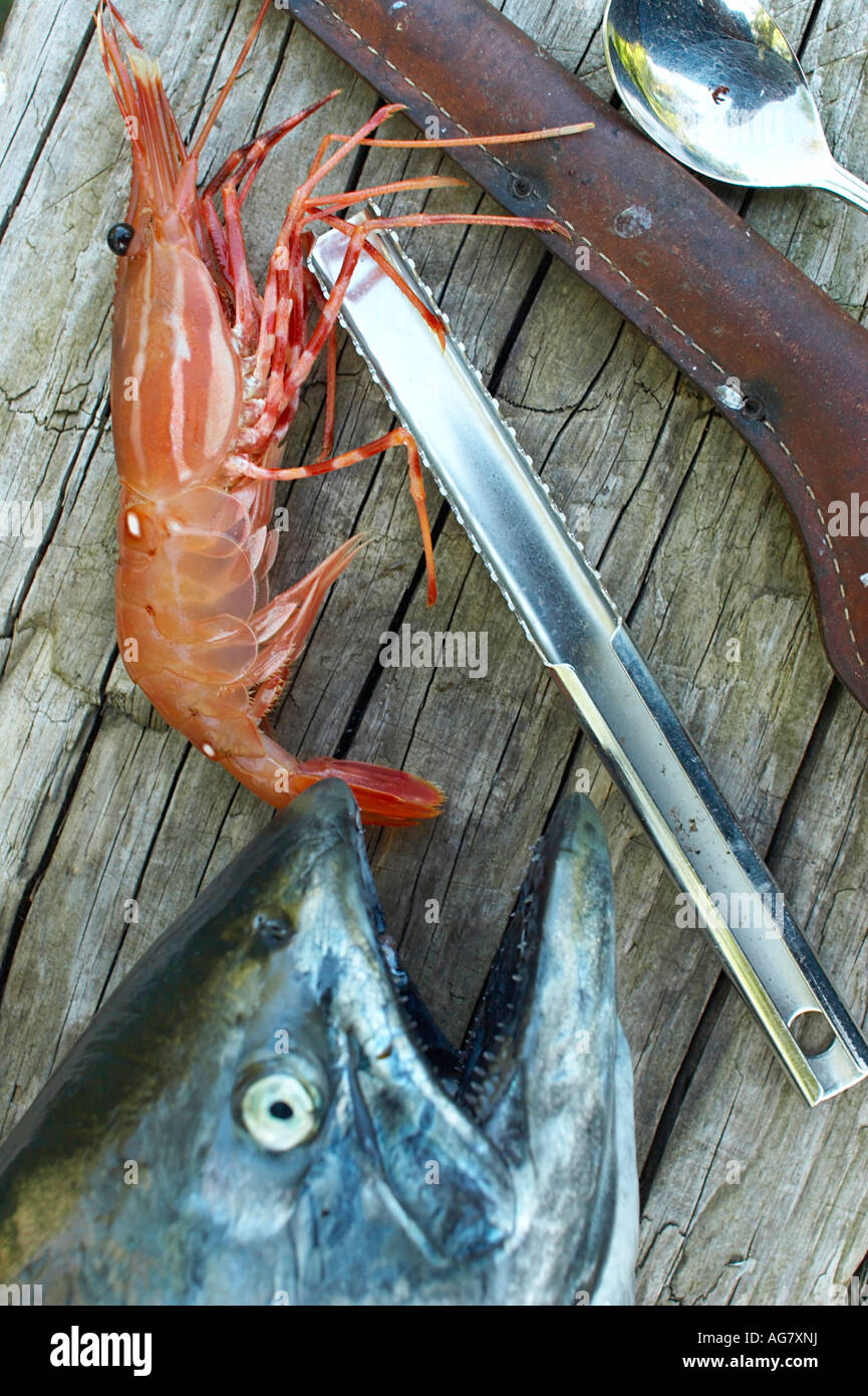 Spot prawn hires stock photography and images Alamy