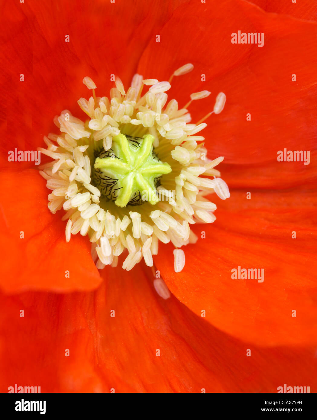 Papaver Nudicaule Garden Gnome Iceland Poppy Stock Photo - Alamy