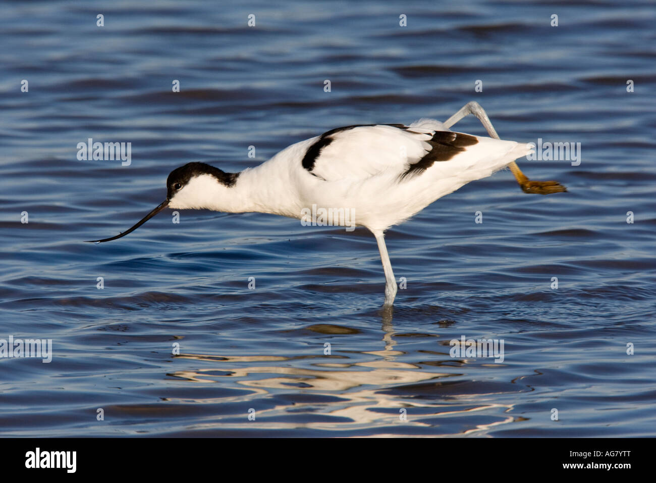 Avocet Recurvirostra avosetta standing in water stretching leg ...