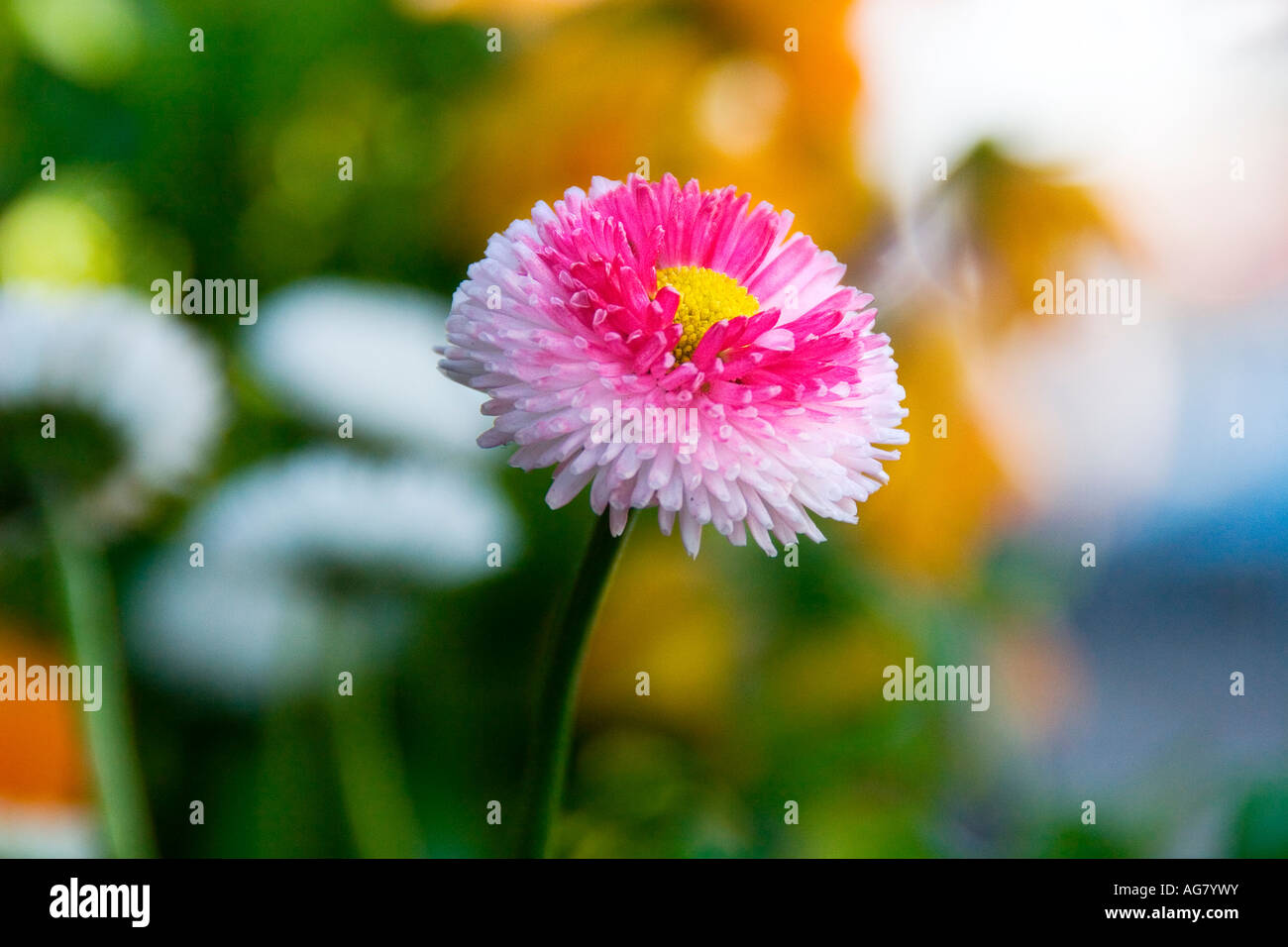 Vibrant garden colour hi-res stock photography and images - Alamy