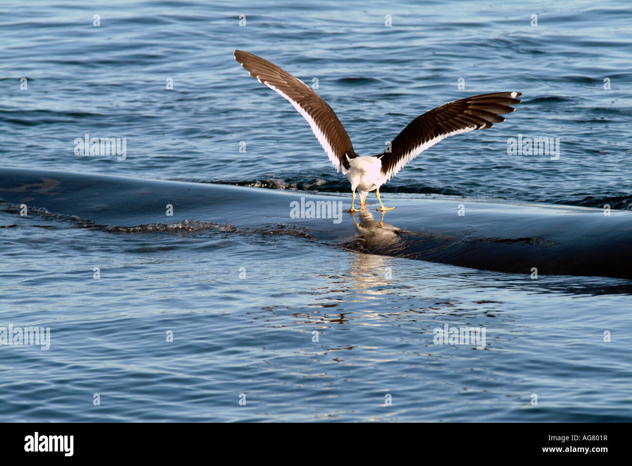 Tail close up southern right hi-res stock photography and images - Alamy