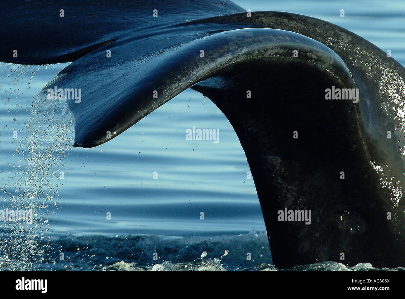 Southern Right Whale, Patagonia, Argentina Stock Photo - Alamy