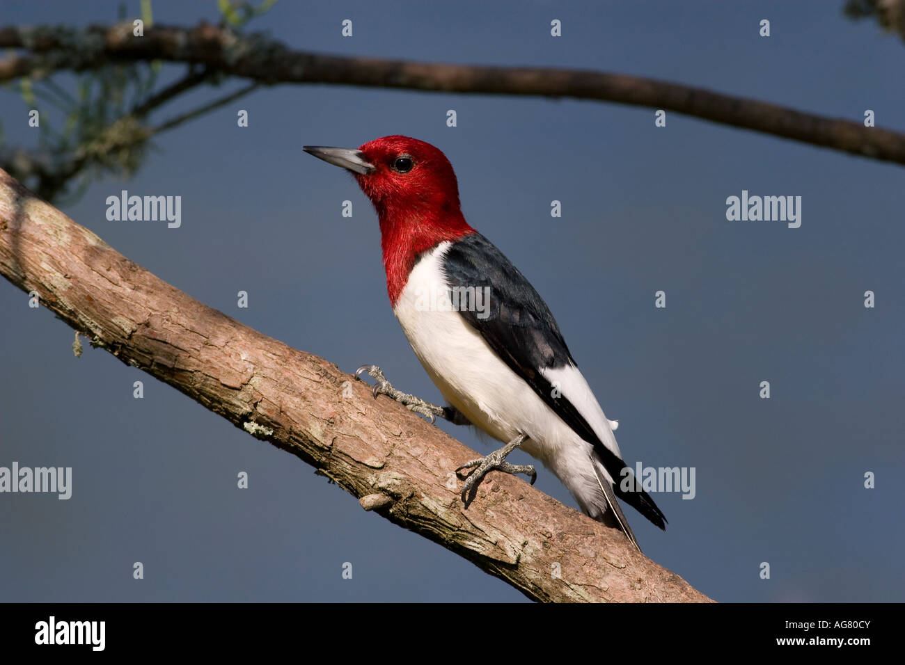 Red-headed woodpecker, Melanerpes erythrocephalus, feeding on suet, North Carolina, USA. Stock Photo