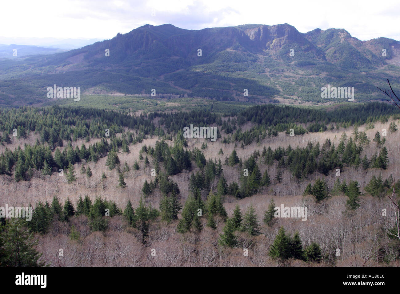 The view from Saddle Mountain near the Oregon Coast of deciduous and coniferous trees Stock Photo
