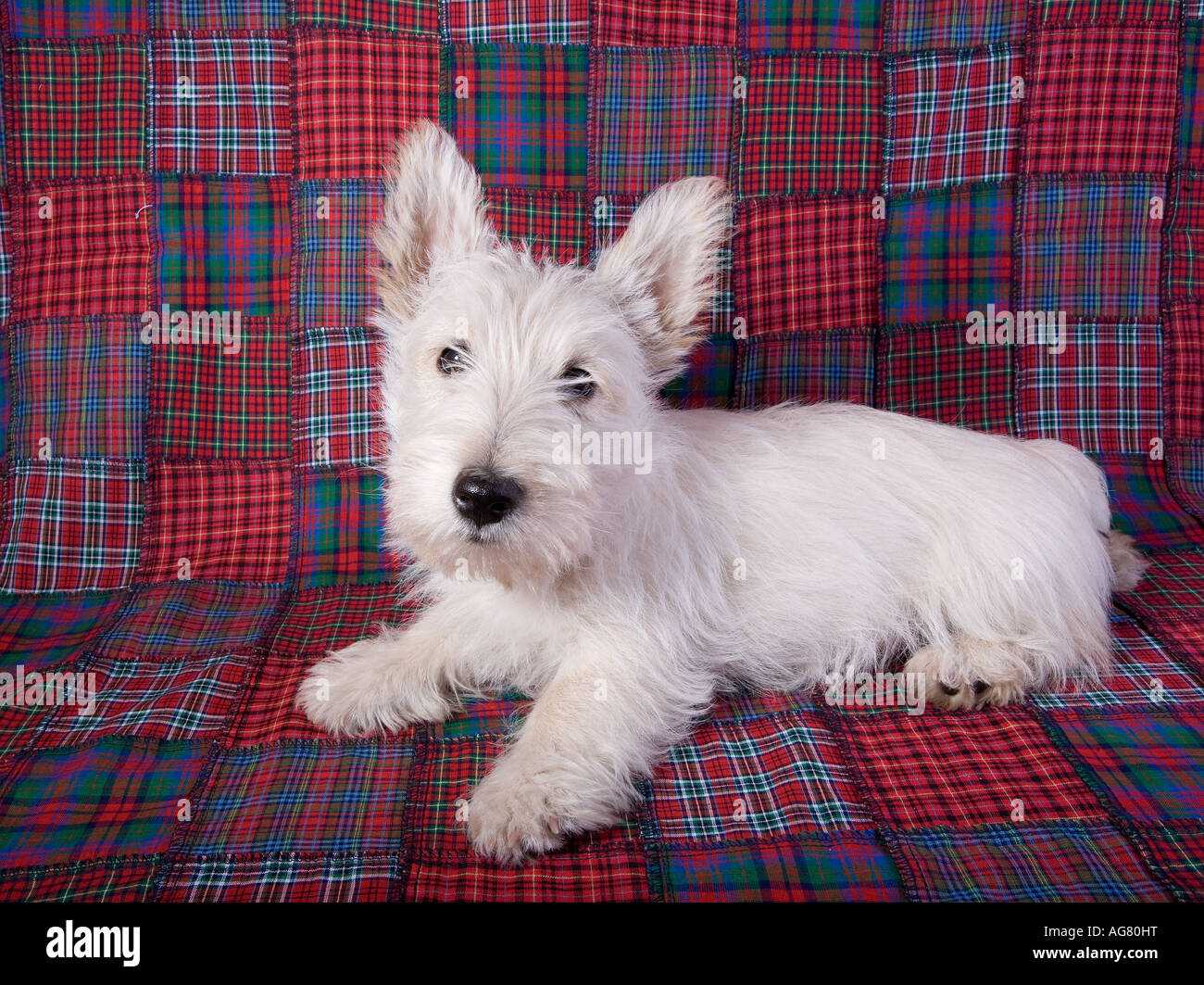 White scottie store puppy