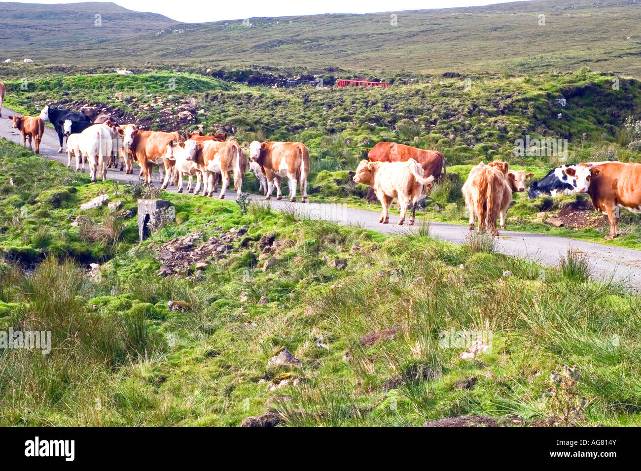 Line of cows hires stock photography and images Alamy