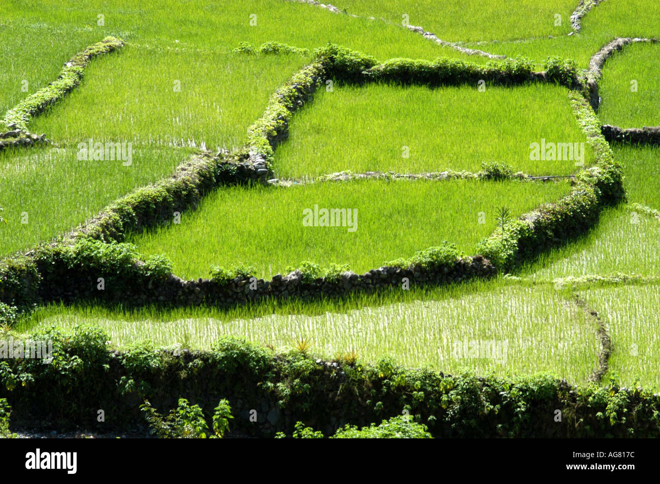 Birds eye view of a detail of centuries old rice terrace in the ...