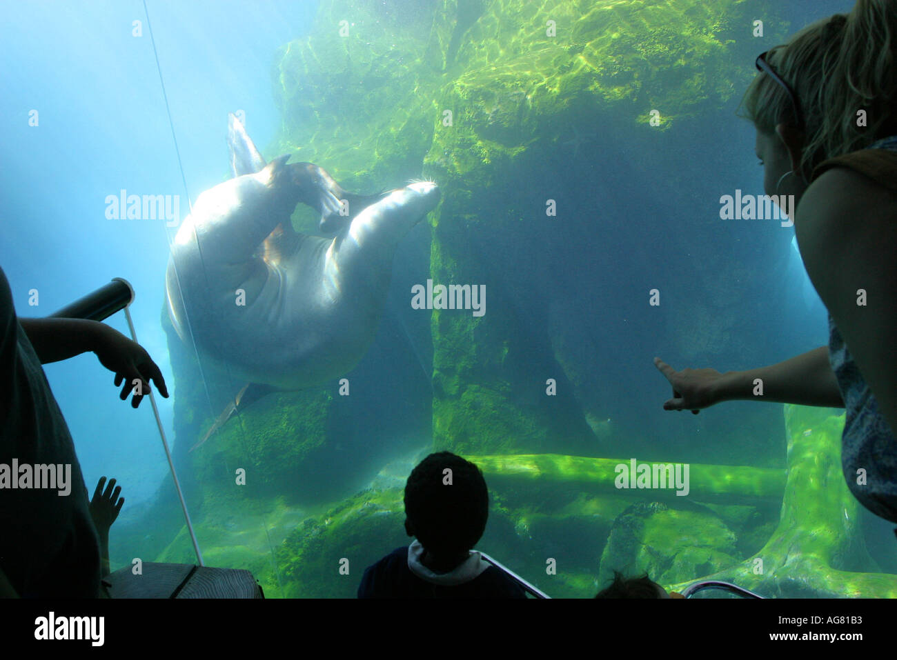 Visitors at the Oregon Zoo in Portland Oregon watch a sea lion perform in its large glass enclosure Stock Photo