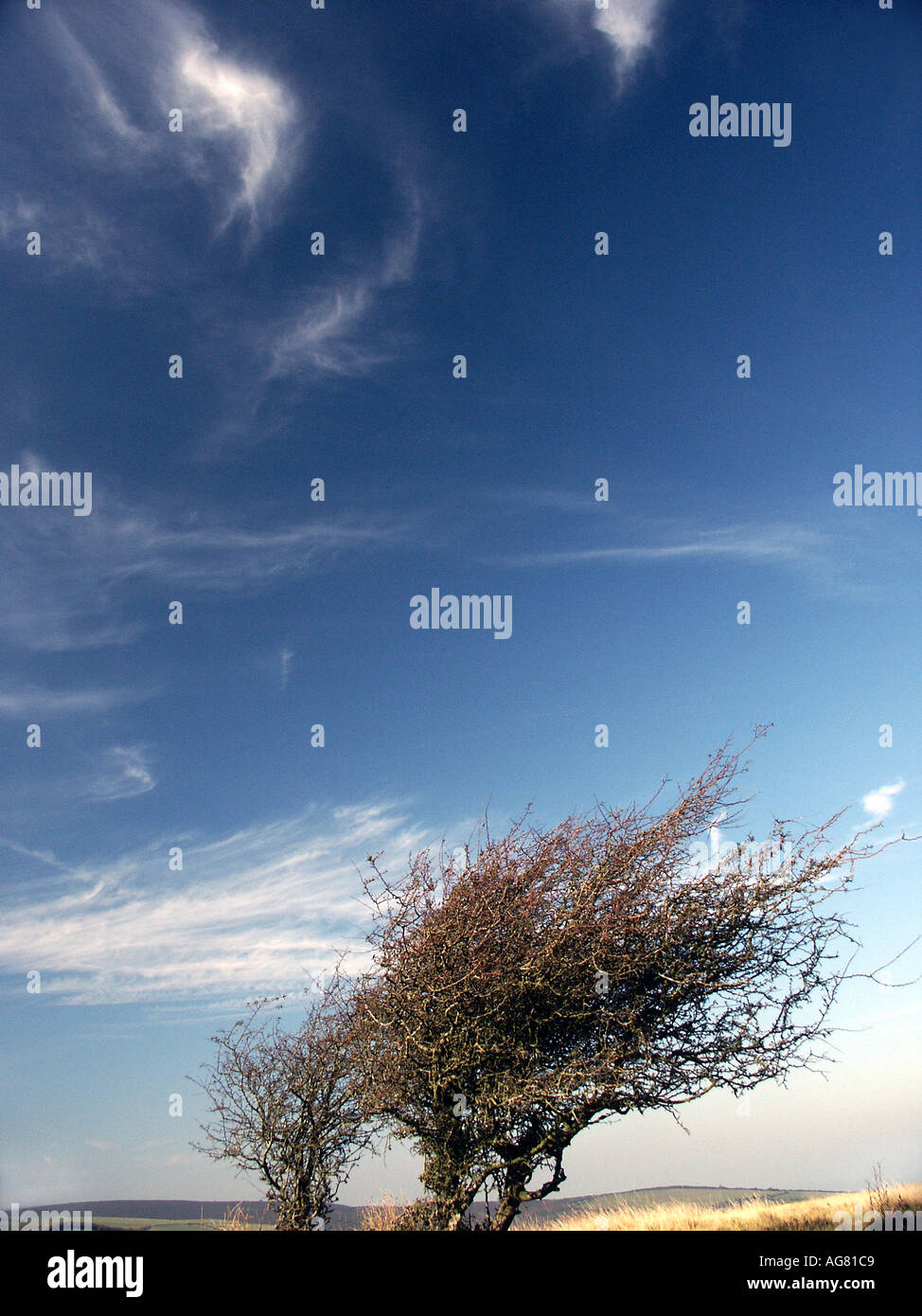 Tree sculptured by the prevailing wind on the top of Exmoor National