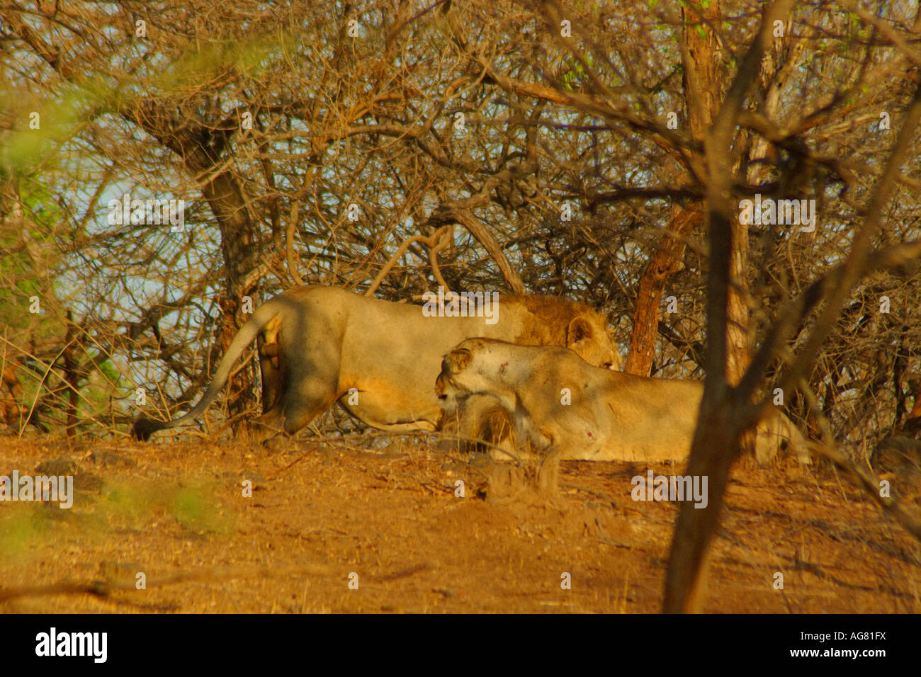 Asiatic lion pair hi-res stock photography and images - Alamy