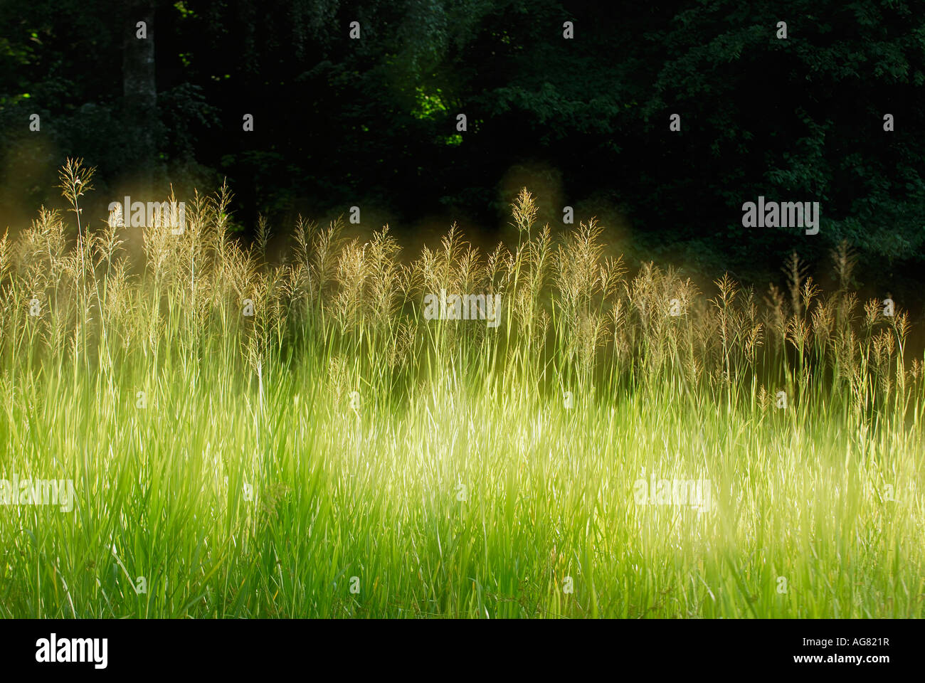 Glowing in nature hi-res stock photography and images - Alamy