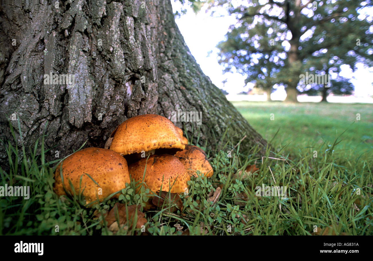 Giant Flame Cap fungus by Oak Tree Stock Photo