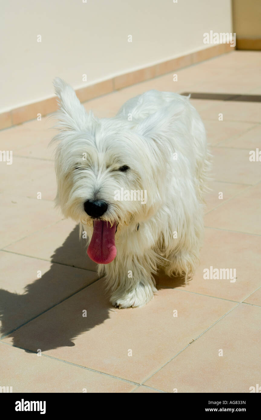 Dog panting in heat Stock Photo Alamy