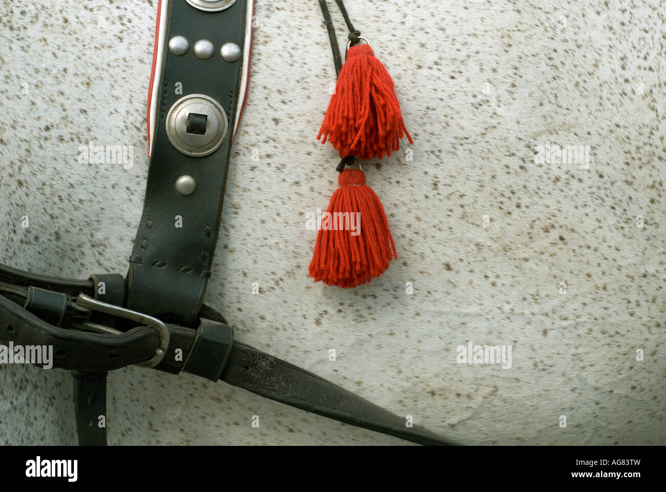 Leather harness hi-res stock photography and images - Alamy