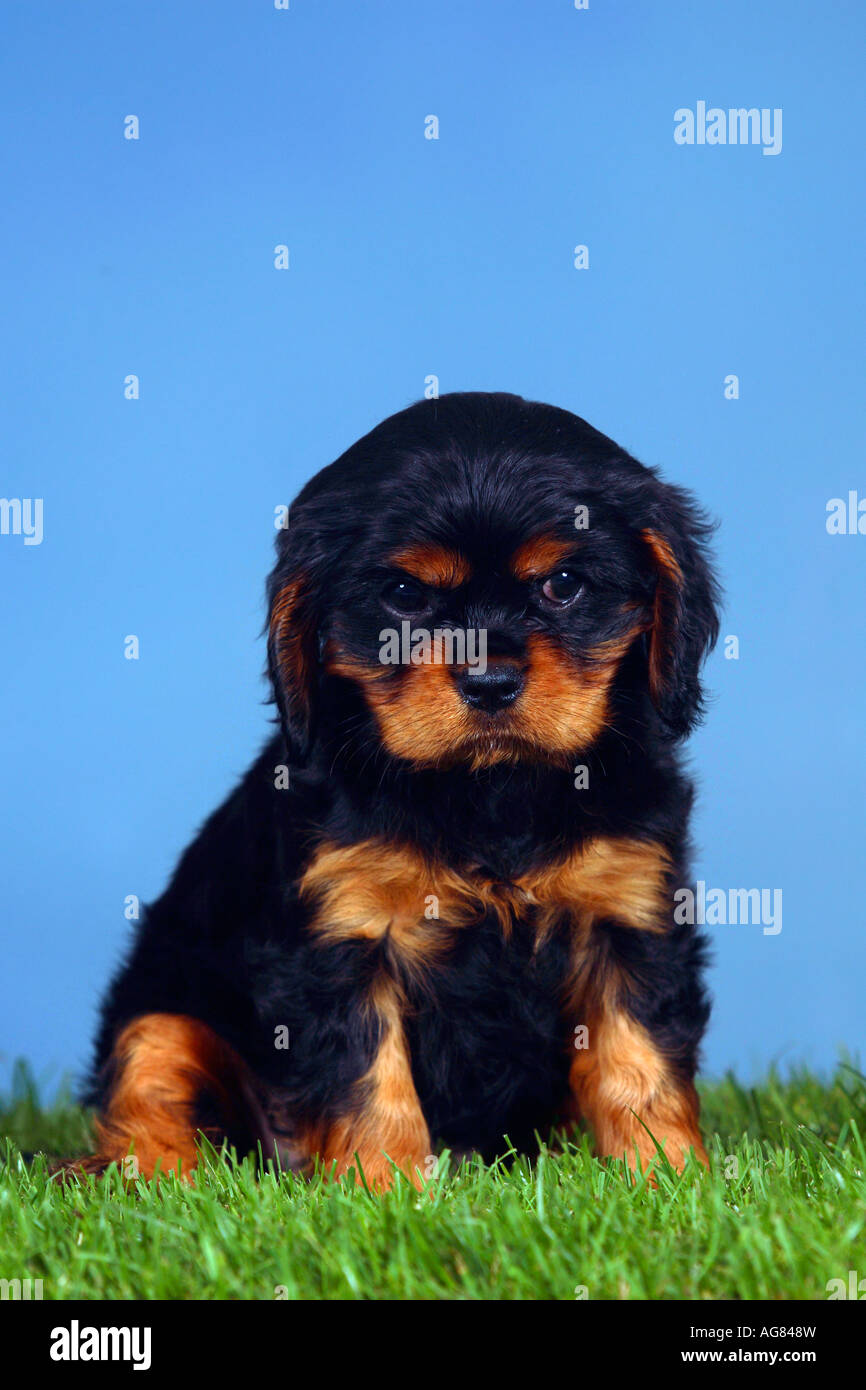Cavalier King Charles Spaniel puppy black and tan 7 weeks Stock Photo