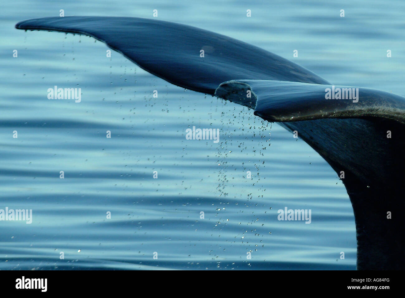 Tail close up southern right hi-res stock photography and images - Alamy