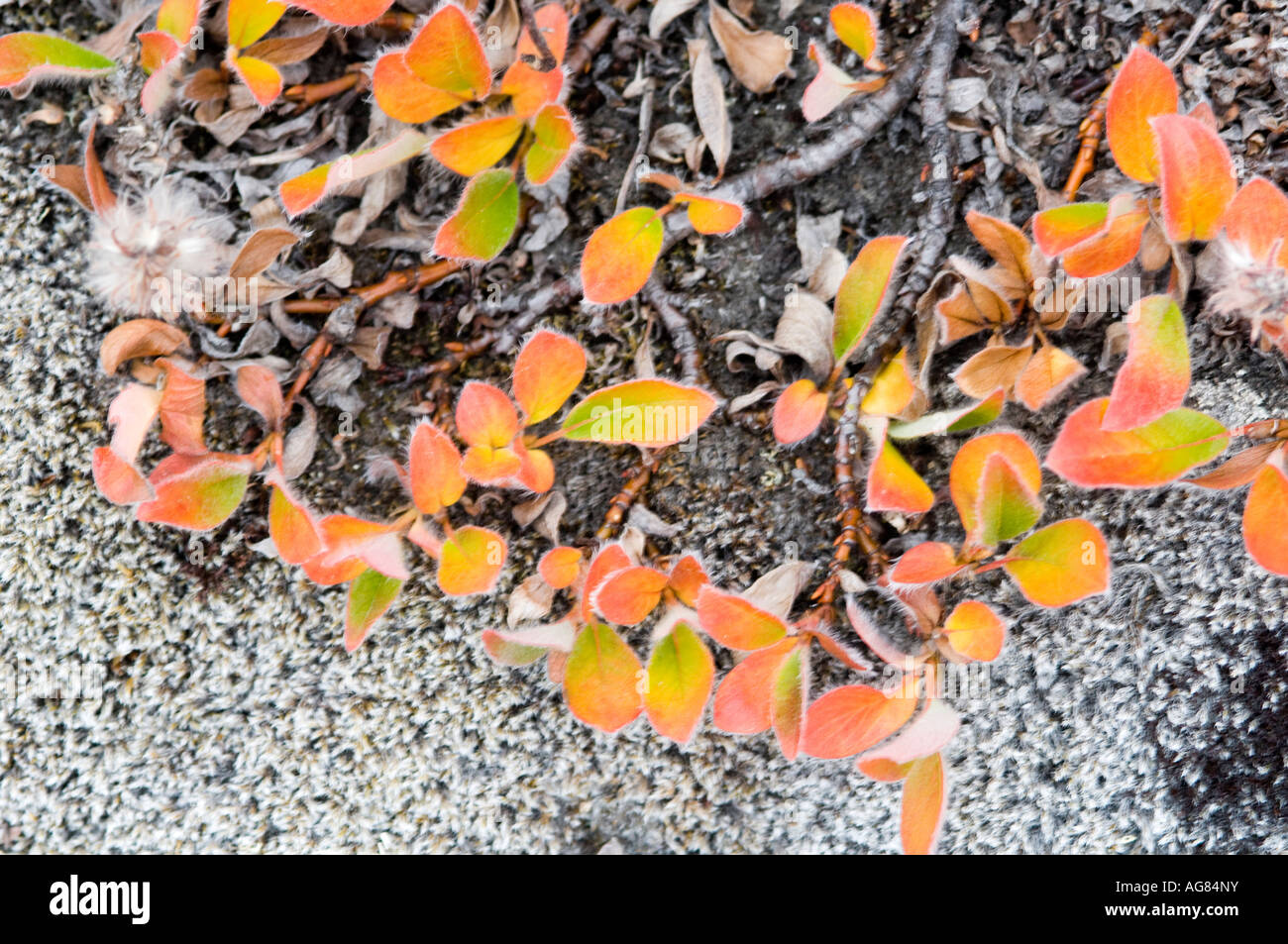 Autumn colour appearing in the tiny 2cm high arctic forests of polar willows Stock Photo