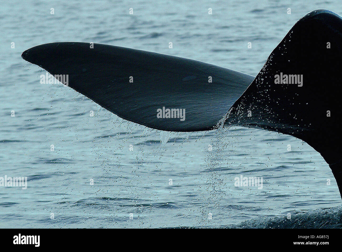 Southern Right Whale, Patagonia, Argentina Stock Photo - Alamy