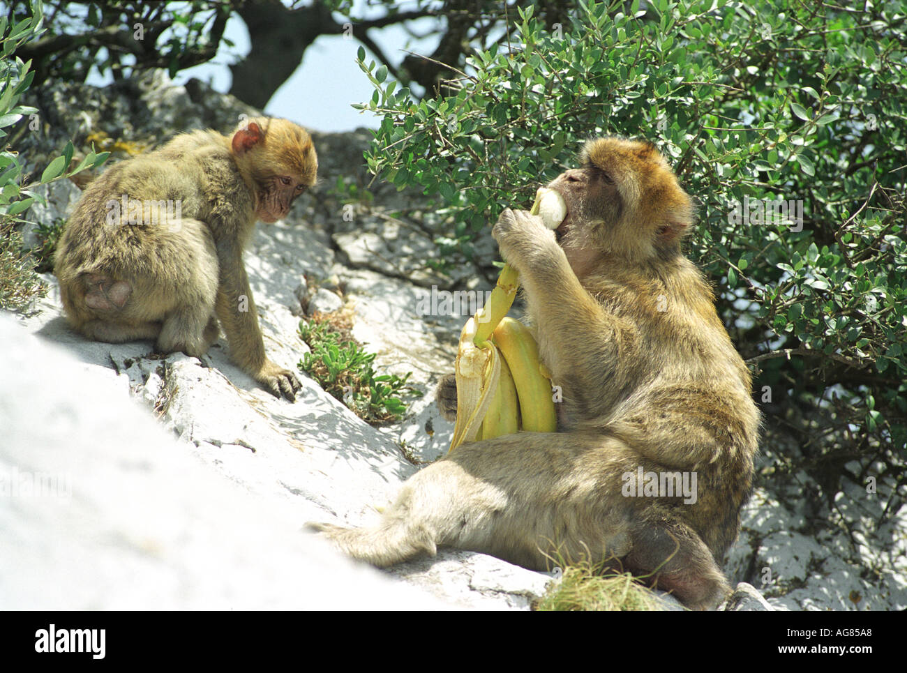 Barbary Apes on "The Rock of Gibraltar" Stock Photo