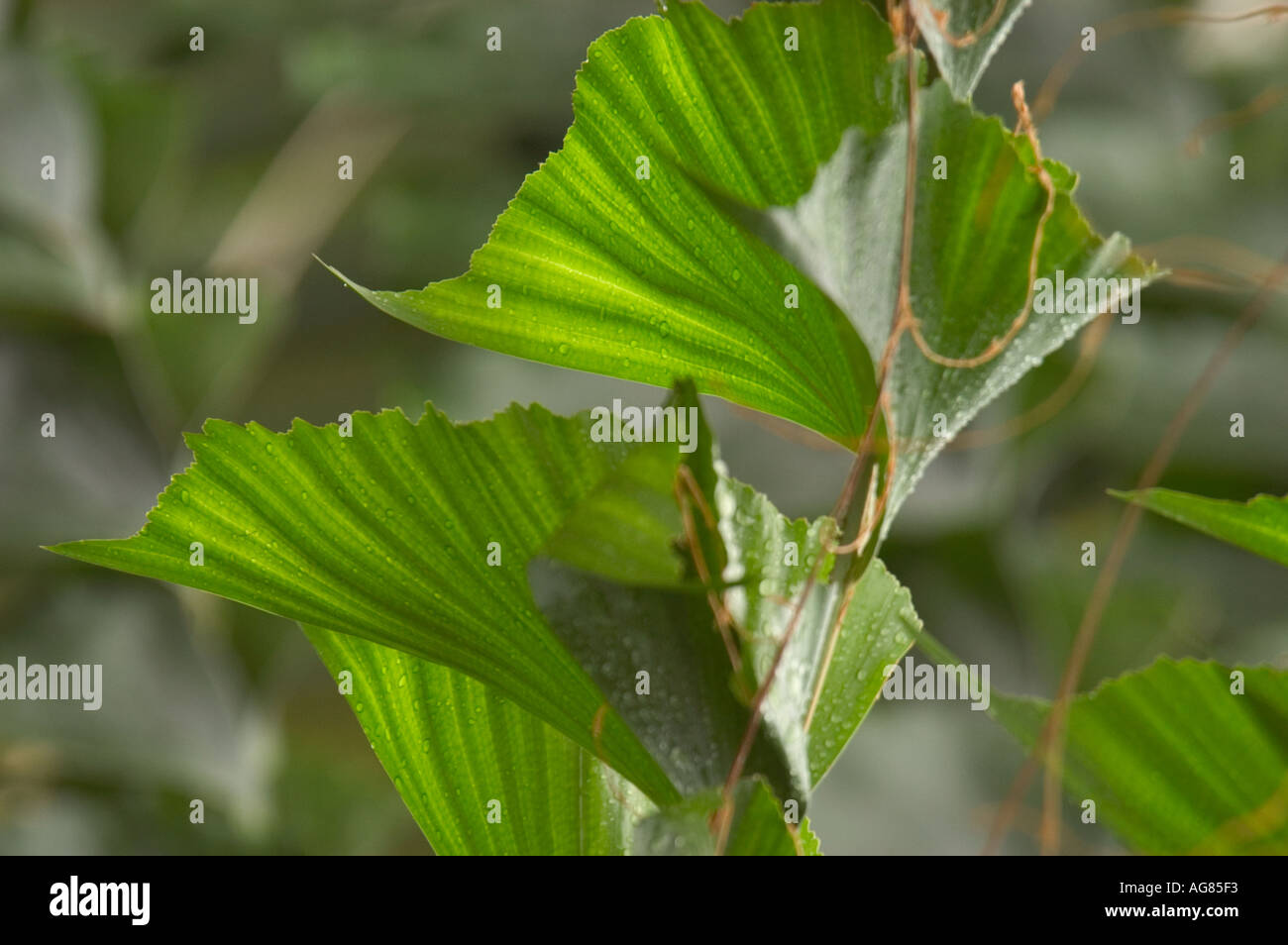 Light on leaves Stock Photo Alamy