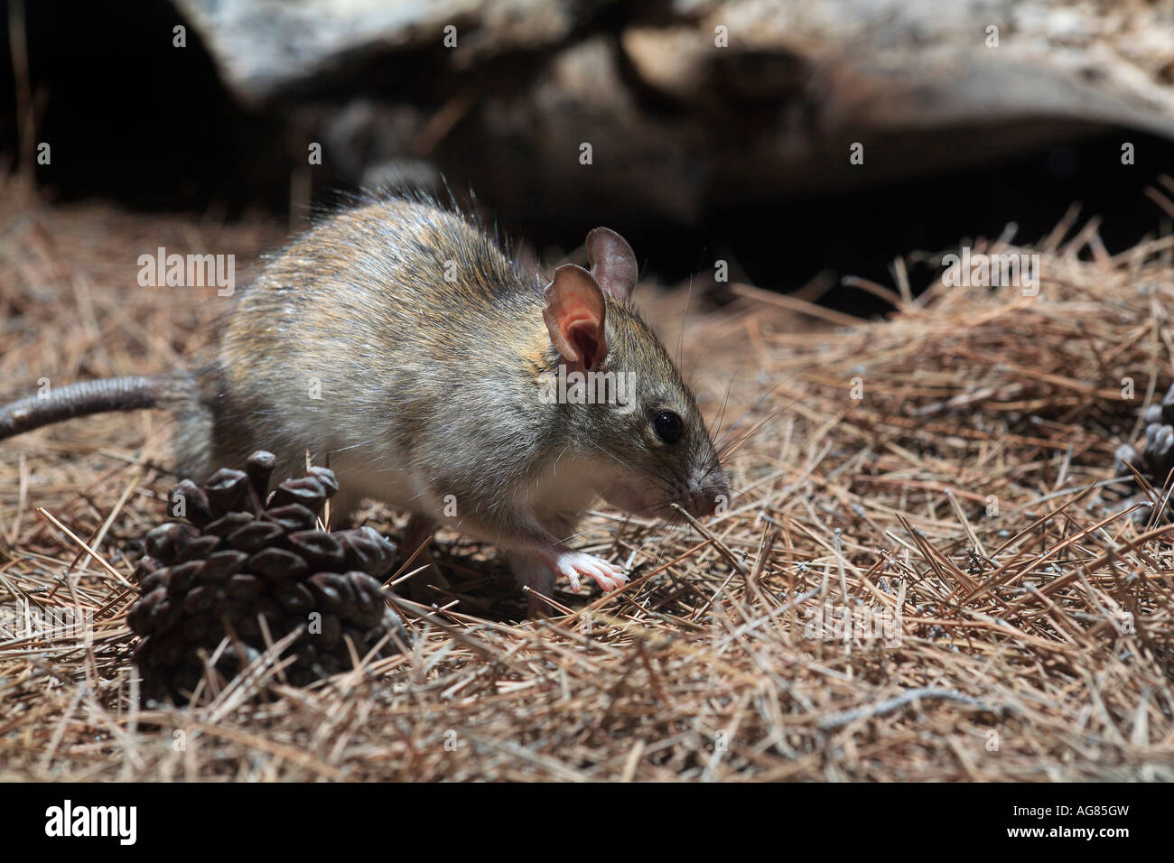 Brown rat Rattus norvegicus captive Spain Stock Photo - Alamy