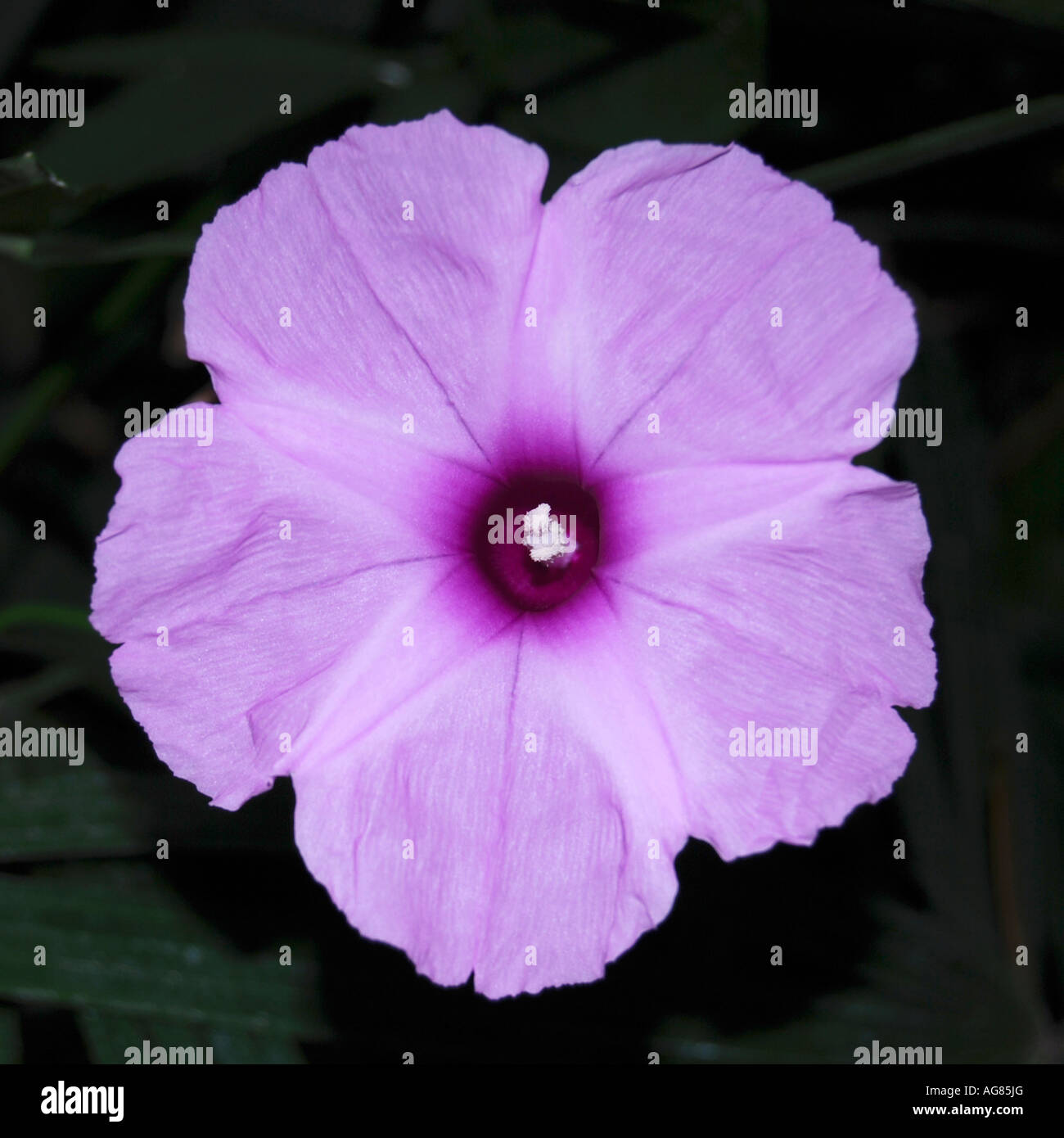 Ipomoea mauritiana Stock Photo